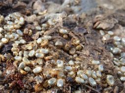 Ehortan a la población a observar las medidas preventivas sobre la rickettsia. NTX / ARCHIVO