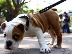 Trata de llegar a un lugar que sea pet friendly para que tú y tu mejor amigo la pasen increíble. NTX / ARCHIVO