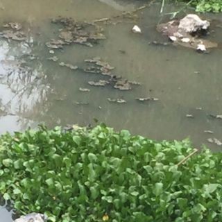 Encuentran tres cadáveres en el río Lerma