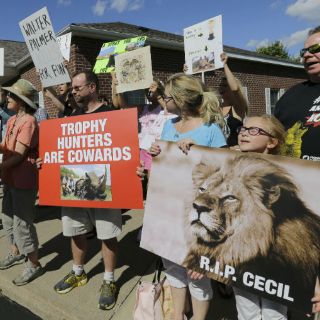 EU abre investigación por muerte de león Cecil