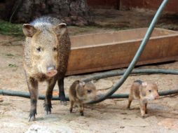 Este mamífero vivía desde Veracruz y Oaxaca hacia el sur del país; ahora solo sobrevive en la reservas en Campeche, Chiapas y Oaxaca. NTX / Especial