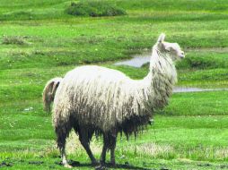 Se impone. Una Llama macho enorme  (Lama glama) se muestra receloso con nuestra presencia. EL INFORMADOR / P. Fernández