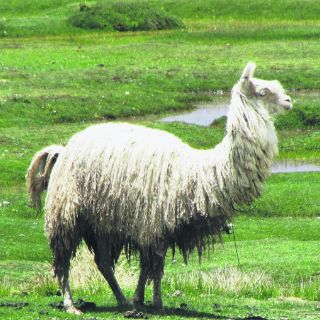 Caminando entre las llamas