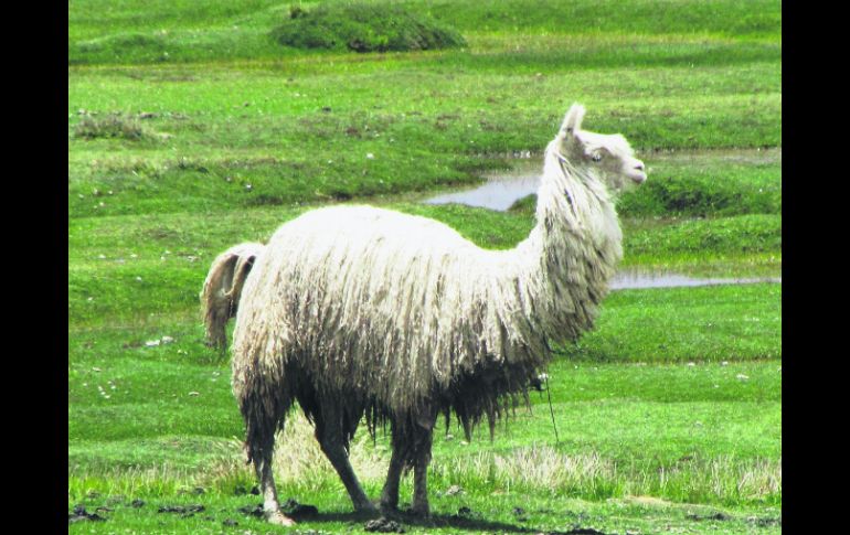 Se impone. Una Llama macho enorme  (Lama glama) se muestra receloso con nuestra presencia. EL INFORMADOR / P. Fernández
