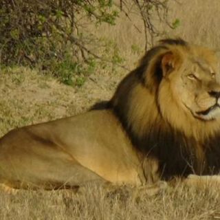 Zimbabue niega muerte del león Jericho, hermano de Cecil
