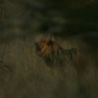 Zimbabue acusa a otro estadounidense de cazar segundo león de forma ilegal