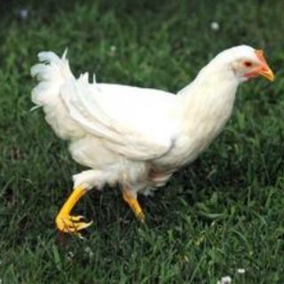 Una gallina recibirá una pata prostética impresa en 3D