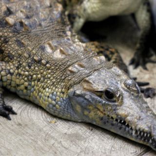 Cocodrilo ataca a pescador en Lázaro Cárdenas, Michoacán