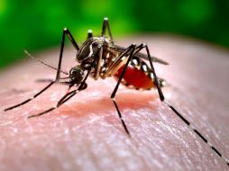 El virus del chikungunya se transmite a través de las picaduras de mosquito, al igual que el dengue. AP / ARCHIVO
