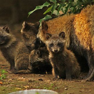 Nueve perros mapache nacen en el Zoológico de Chapultepec