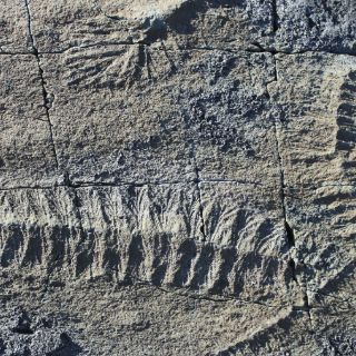 Encuentran la evidencia más antigua de reproducción en un organismo complejo