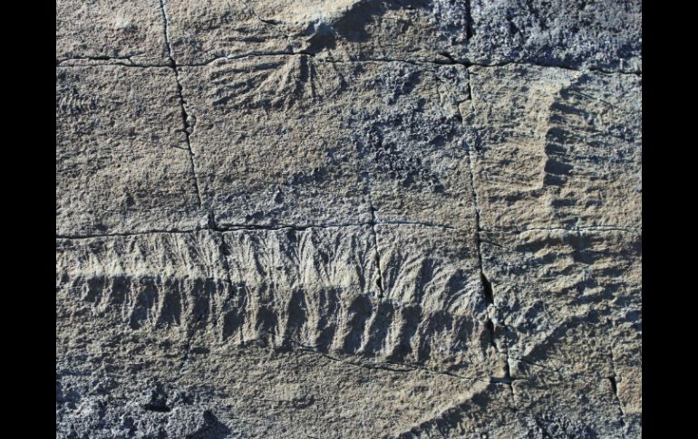 La capacidad de estos organismos para cambiar entre dos modos reproductivos demuestra que su biología es enormemente compleja. EFE /