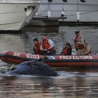 Ballena nada entre embarcaciones en Buenos Aires
