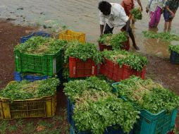 En otras ocasiones, los brotes de esta enfermedad estomacal han sido vinculados a cilantro producido en Puebla. AFP / ARCHIVO