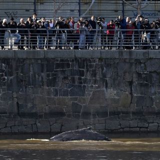 Ballena perdida en Buenos Aires se encamina a mar abierto