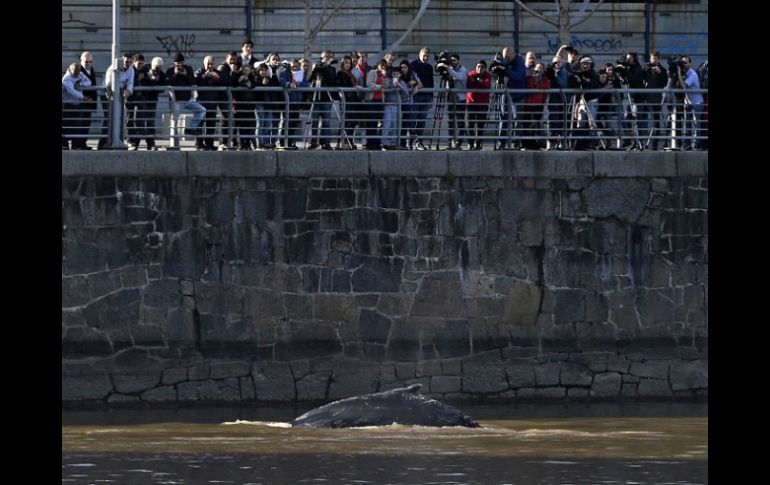 Afirman que la ballena tiene heridas en la piel y que es imposible acercarse para curarla. AFP / J. Mabromata
