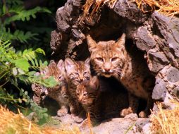 Las crías ya empiezan a asomarse de manera constante a la entrada de su madriguera. NTX / Cortesía