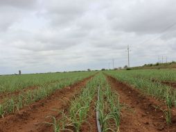 Se pretende utilizar un polímero natural para observar el desarrollo de la planta, es decir, si se establece y germina mejor. EL INFORMADOR / ARCHIVO