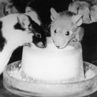 Descubren nueva especie de roedor de hace nueve millones de años