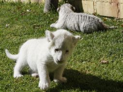 El parque invita al público a conocer a las leonas y tigresas durante esta temporada de vacaciones. NTX / C. Pacheco