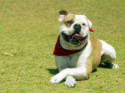 El proyecto piloto mejoraría la detección temprana del cáncer de próstata a través del olfato de los perros. EL INFORMADOR / ARCHIVO