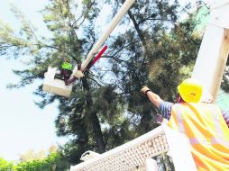 SANEAMIENTO. La lucha contra el muérdago, que daña a cientos de árboles tapatíos, se hace con podas y otros procesos. EL INFORMADOR / A. Camacho