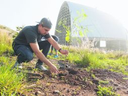 Nuevos vecinos. Los árboles fueron plantados a un costado del Santuario de los Mártires. EL INFORMADOR / A. Camacho