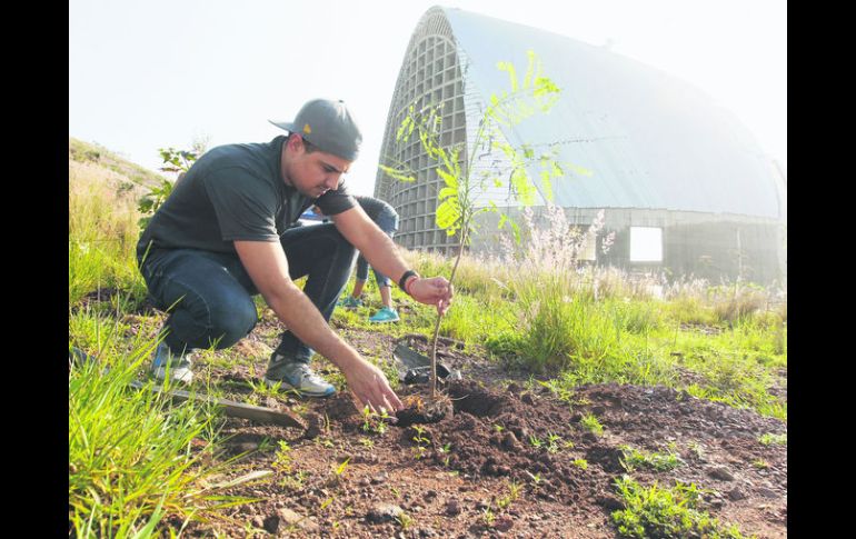 Nuevos vecinos. Los árboles fueron plantados a un costado del Santuario de los Mártires. EL INFORMADOR / A. Camacho