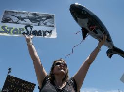 Este animal protegido debe ser liberado tan pronto sea posible de las condiciones en el Seaquarium. EFE / C. Herrera