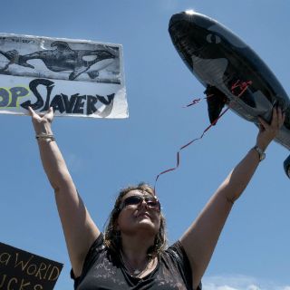 Demandan liberación de orca del Acuario de Miami
