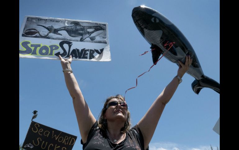Este animal protegido debe ser liberado tan pronto sea posible de las condiciones en el Seaquarium. EFE / C. Herrera