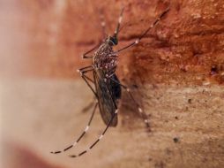 Las afectaciones por dengue pueden durar de siete a 15 días en cada paciente. EL INFORMADOR / ARCHIVO