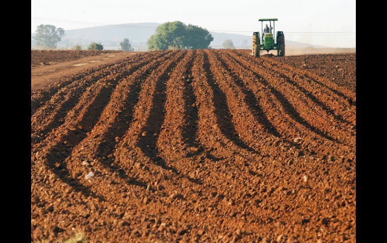 El déficit de lluvia este año está golpeando a sectores agrícolas y ganaderos. EL INFORMADOR / ARCHIVO