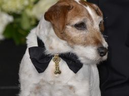 El famoso terrier participó en producciones cinematográficas y de televisión, así como en anuncios publicitarios. AFP / ARCHIVO