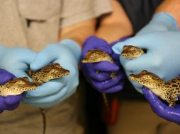 Los ejemplares nacieron entre el 29 de julio y el 7 de agosto en el Centro Discovery de Reptiles. AP / Smithsonian's National Zoo/ A. Enchelmeyer