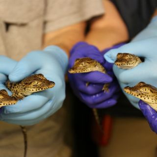 Cinco cocodrilos cubanos en peligro de extinción nacen en EU