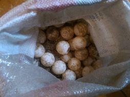 Los hombres fueron detenidos en posesión de 114 huevos de tortuga. ESPECIAL / PGR Jalisco