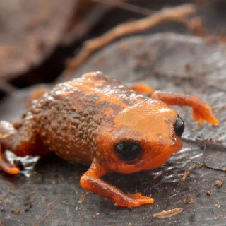 Descubren en Brasil nueva especie de sapo que mide sólo un centímetro