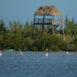 Manglares mitigarán efectos de cambio climático en Tamaulipas