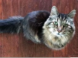 El gato llamado Corduroy goza de buena salud, aparte de unos problemas renales. TWITTER / @GWR