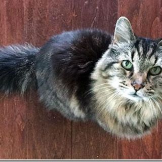 Gato de 26 años es el más longevo con vida