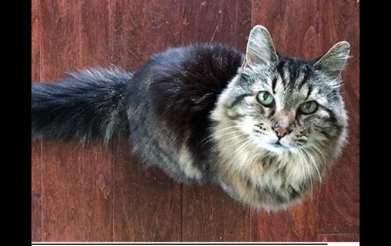 El gato llamado Corduroy goza de buena salud, aparte de unos problemas renales. TWITTER / @GWR