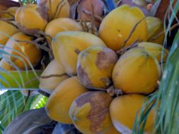 Se aprovechará la cáscara y la parte media del coco ya que son ricos en fibra y micronutrientes. EL INFORMADOR / ARCHIVO