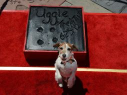 Uggie fue el primer can en inmortalizar su pata en el teatro chino de Hollywood. AFP / ARCHIVO