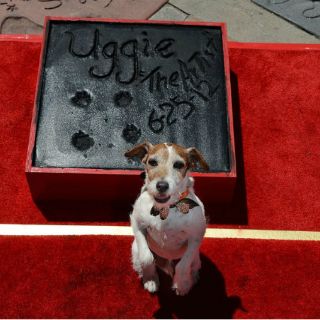 El séptimo arte ha mejorado su trato a los animales actores