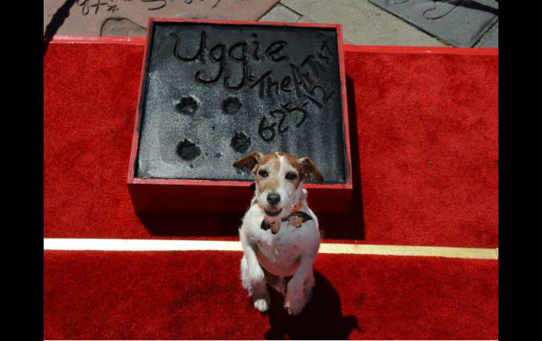 Uggie fue el primer can en inmortalizar su pata en el teatro chino de Hollywood. AFP / ARCHIVO