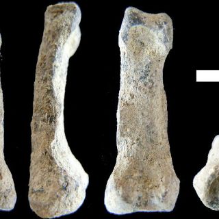 Hallan la 'mano moderna' más antigua, de más de 1.8 millones de años