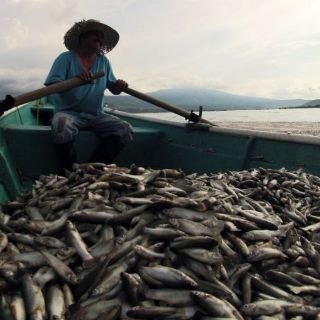 Retiran peces muertos de la laguna de Cajititlán