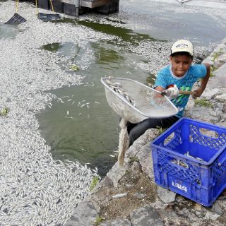 Emiten recomendación por muerte de peces en Laguna de Cajititlán