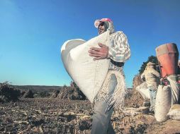 En peligro. Los trabajadores del campo son frecuentemente explotados y viven en condiciones de riesgo. EL INFORMADOR /